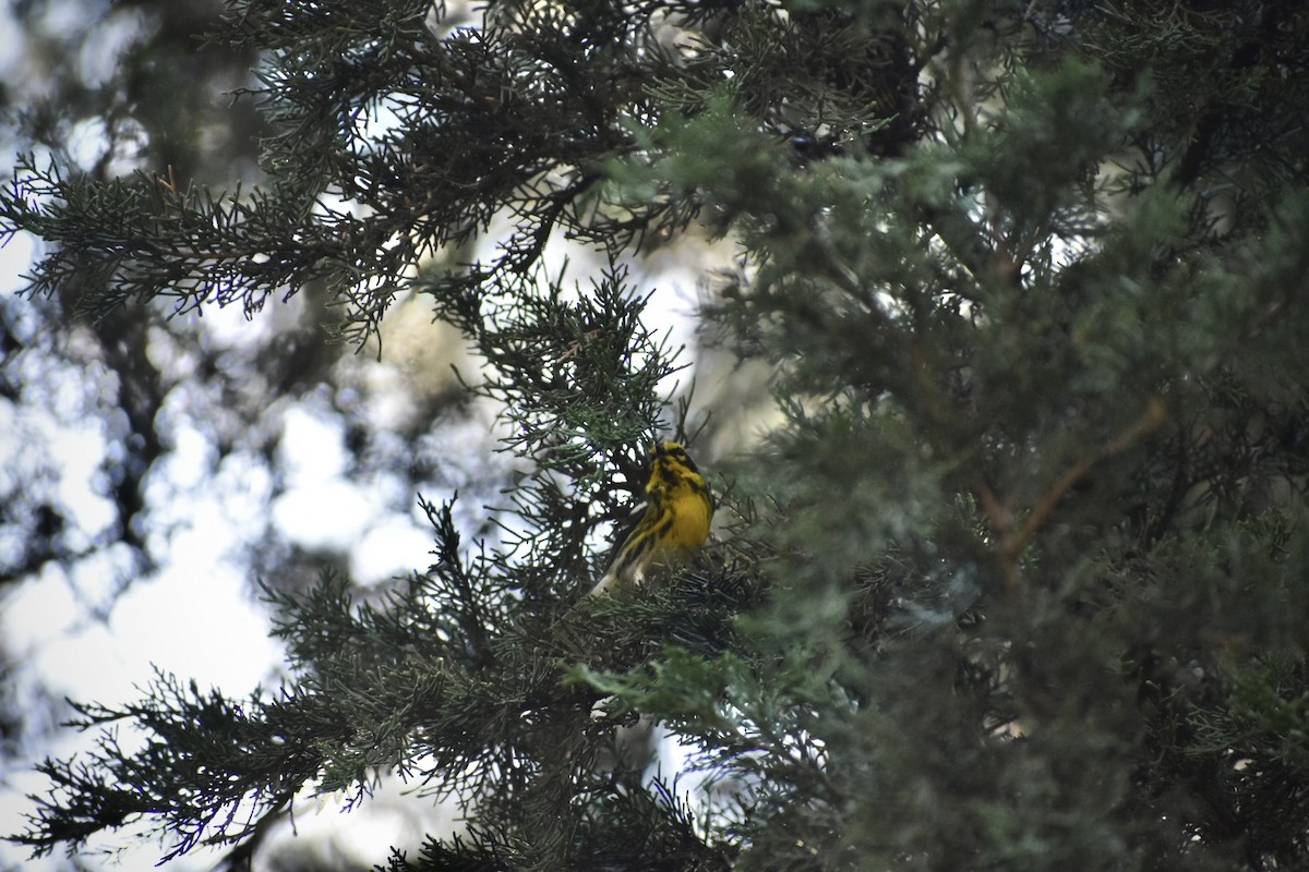 Townsend's Warbler - ML644627740