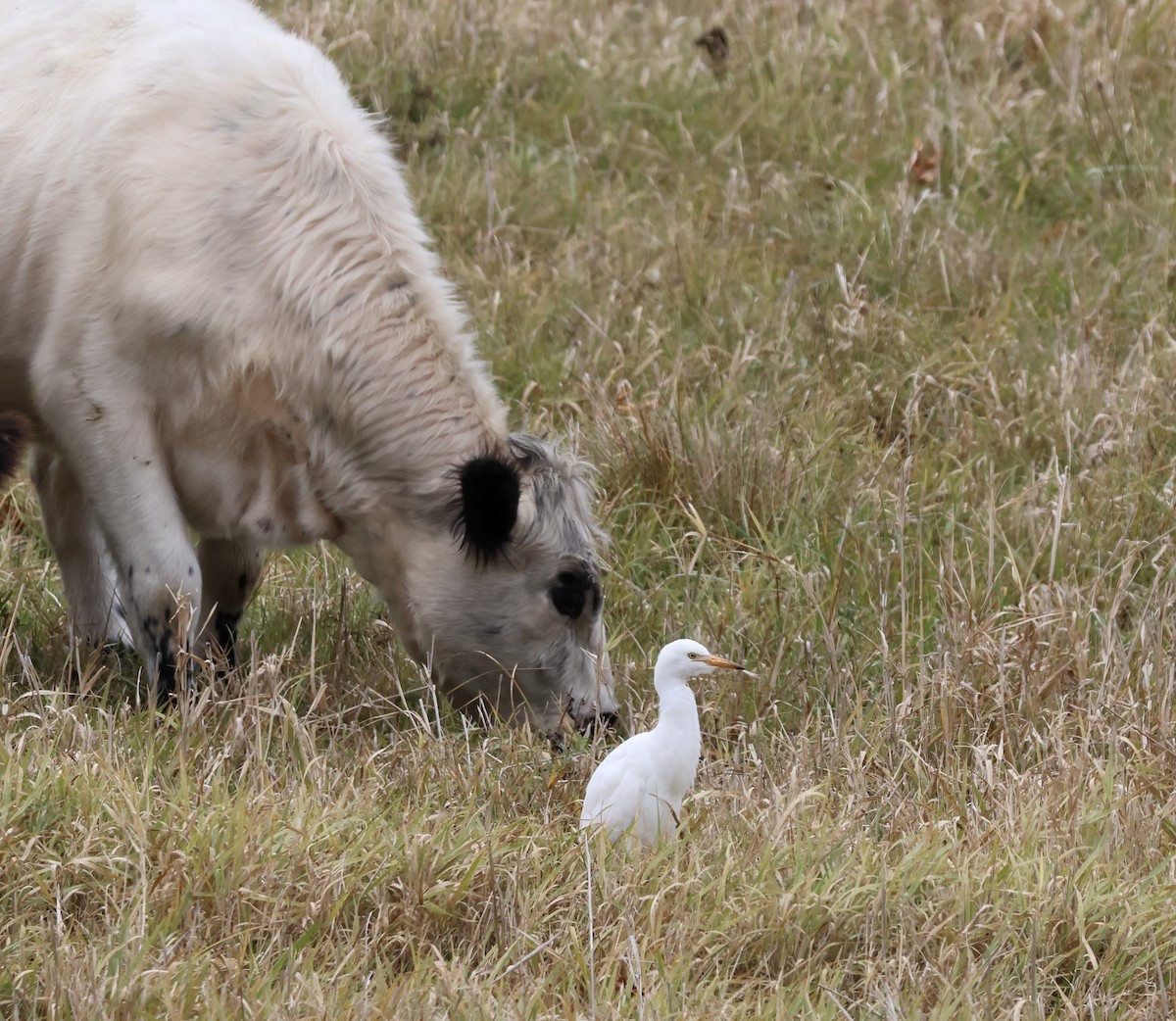 Western Cattle-Egret - ML644627745