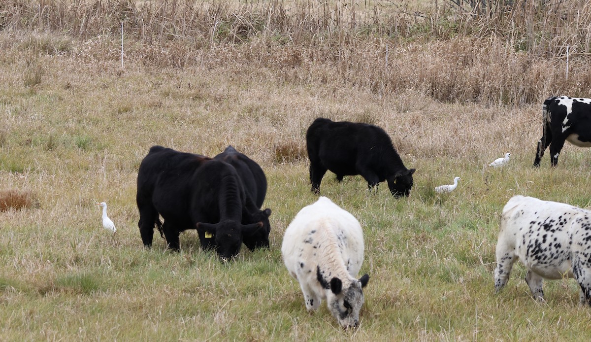 Western Cattle-Egret - ML644627747