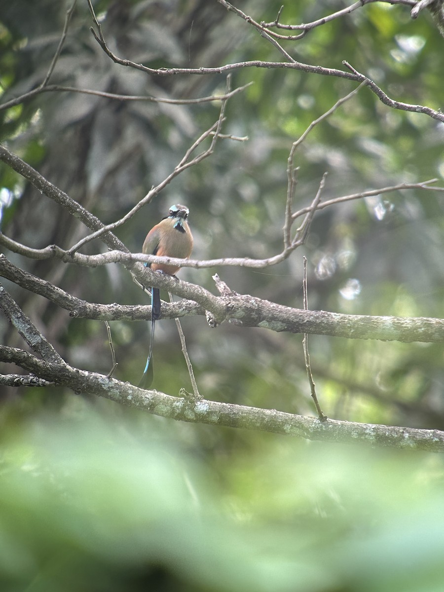 Turquoise-browed Motmot - ML644627748
