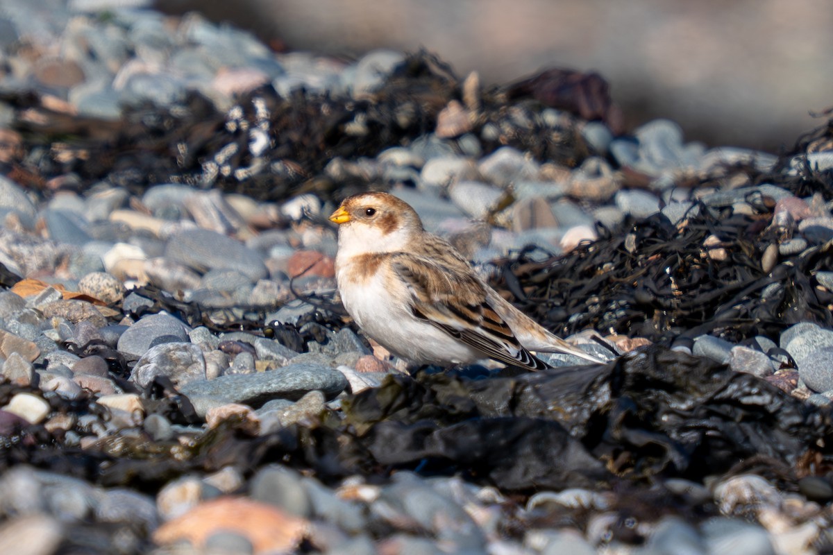Snow Bunting - ML644627749