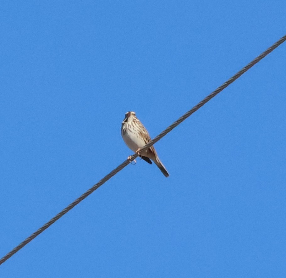 musespurv - ML644627754