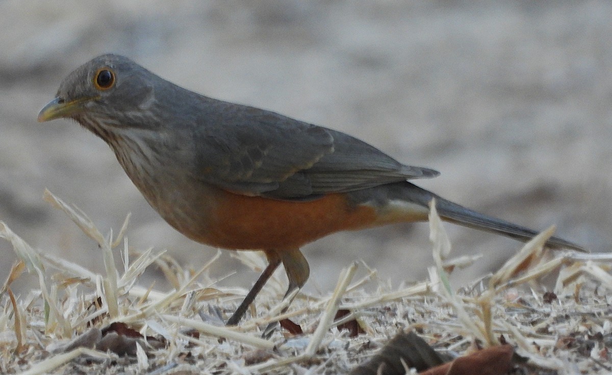 Rufous-bellied Thrush - ML644627765