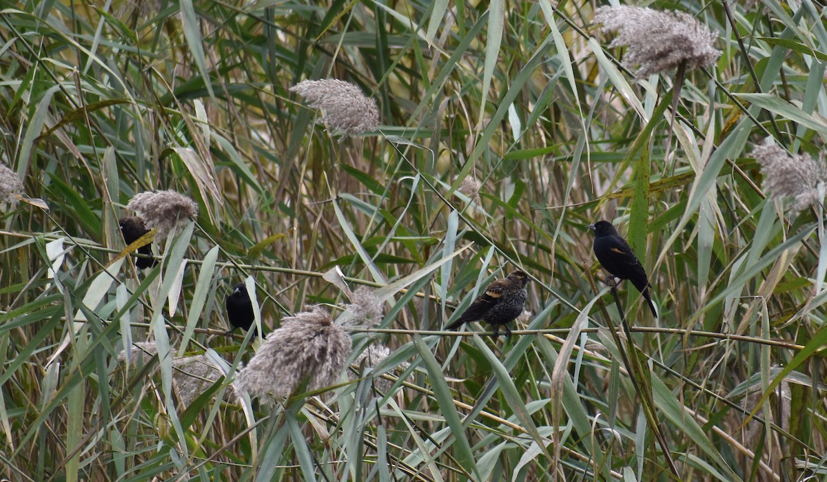 Red-winged Blackbird (Red-winged) - ML644627766