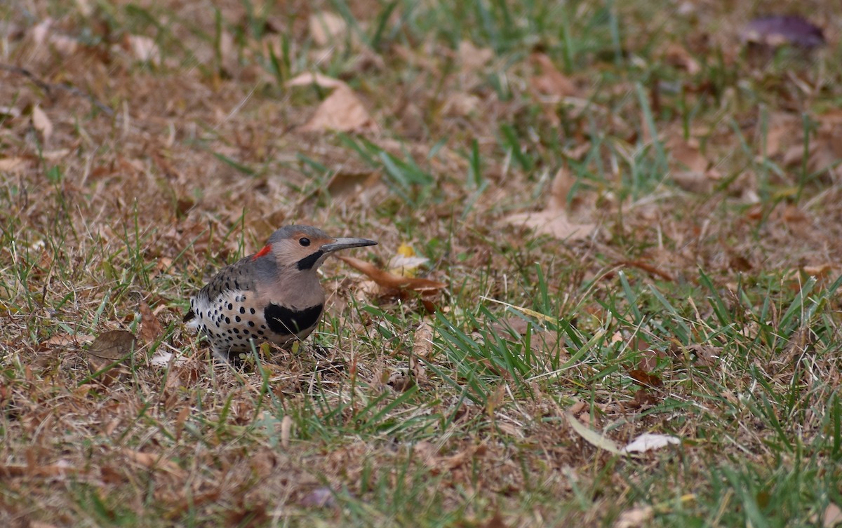 Northern Flicker (Yellow-shafted) - ML644627774