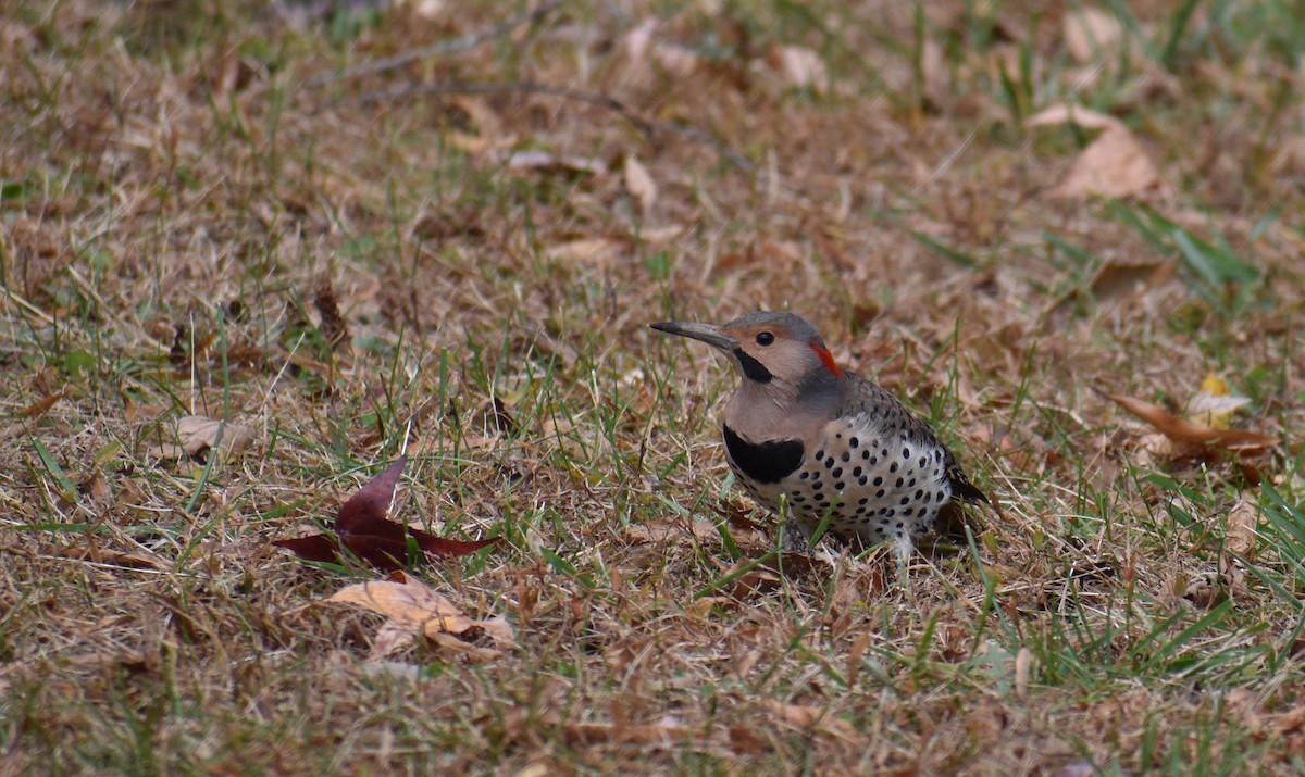 Northern Flicker (Yellow-shafted) - ML644627776