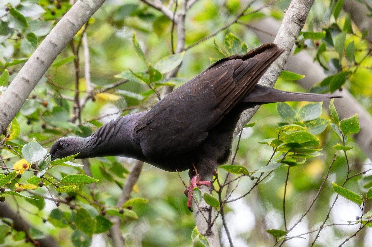 mikadodue - ML644627777