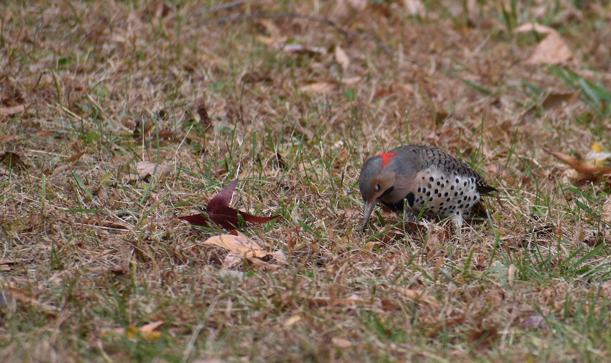 Northern Flicker (Yellow-shafted) - ML644627778