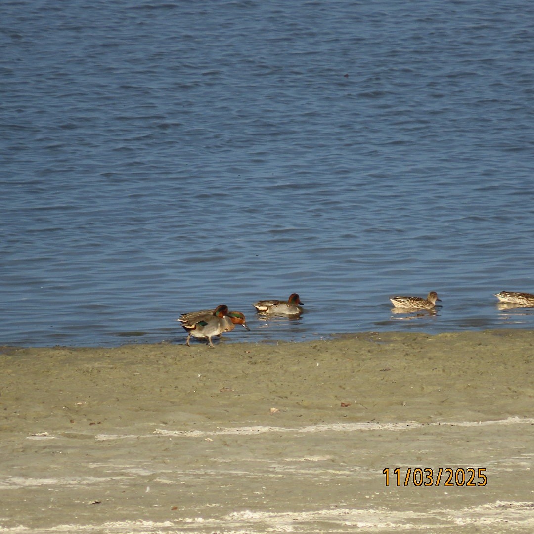 Green-winged Teal - ML644627780