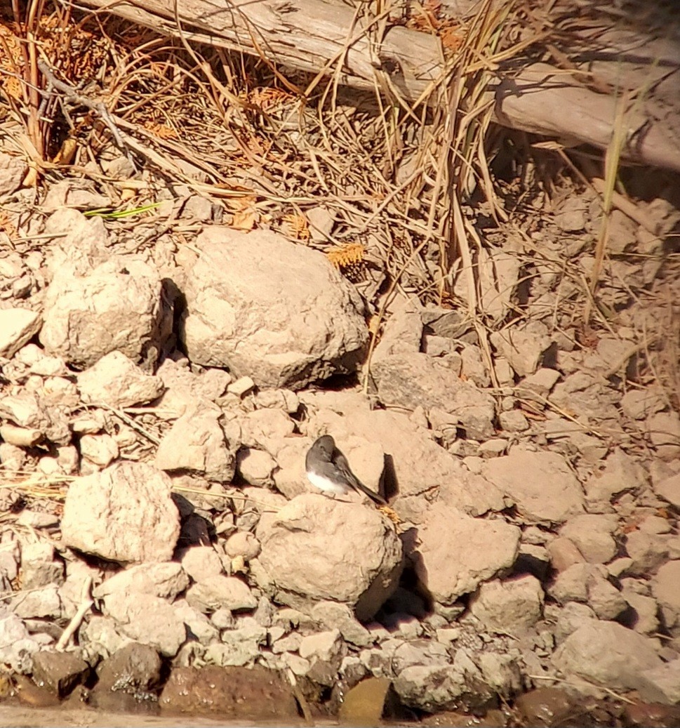 Black Phoebe - ML644627783