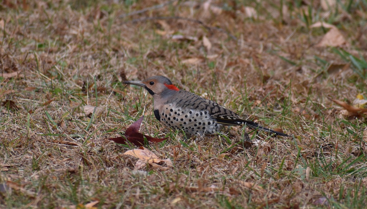 Northern Flicker (Yellow-shafted) - ML644627784