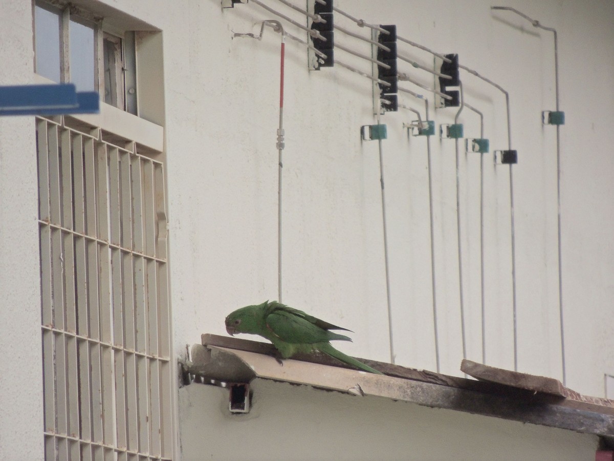 White-eyed Parakeet - ML644627787