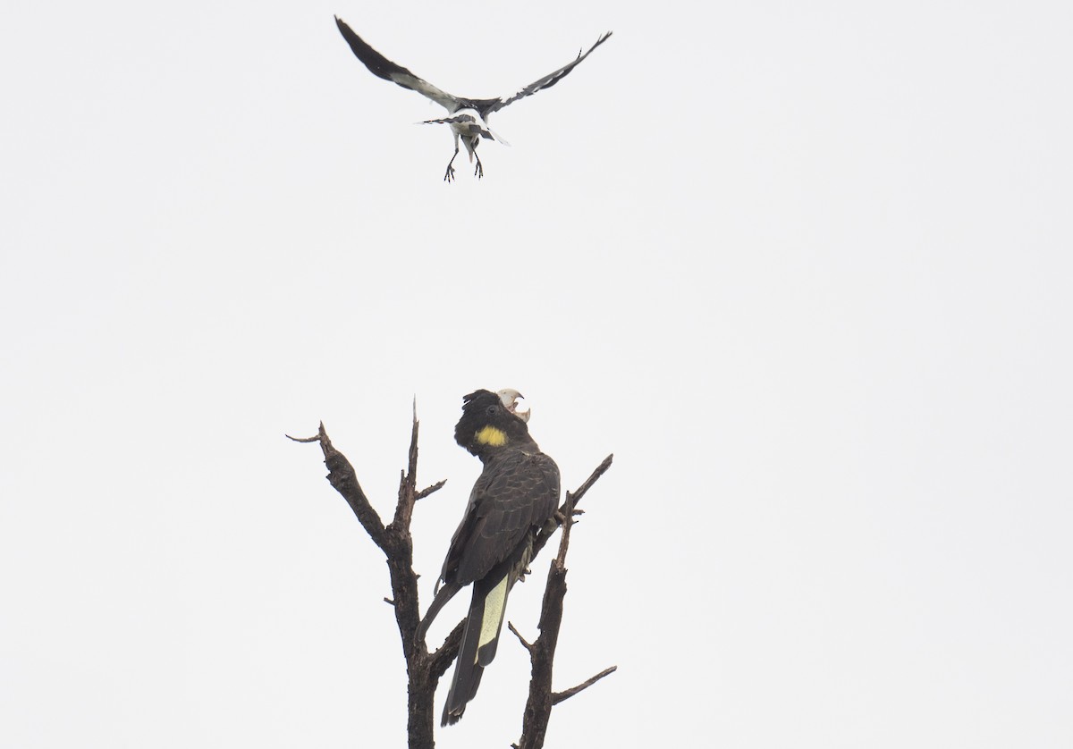 キイロオクロオウム - ML644627790