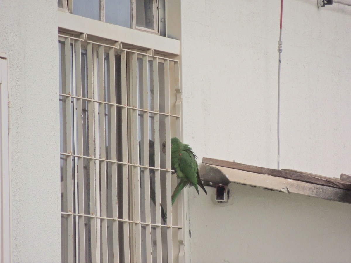 White-eyed Parakeet - ML644627791