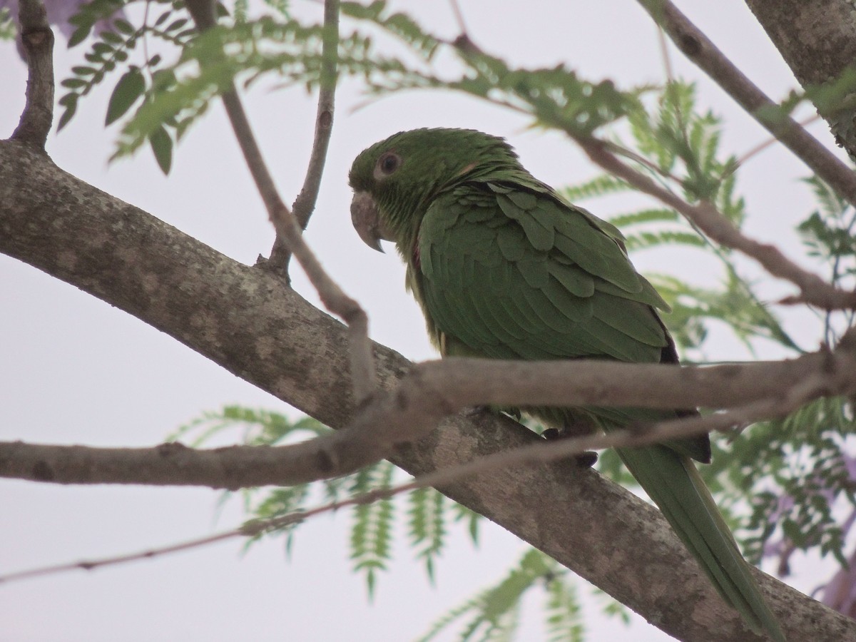 White-eyed Parakeet - ML644627793