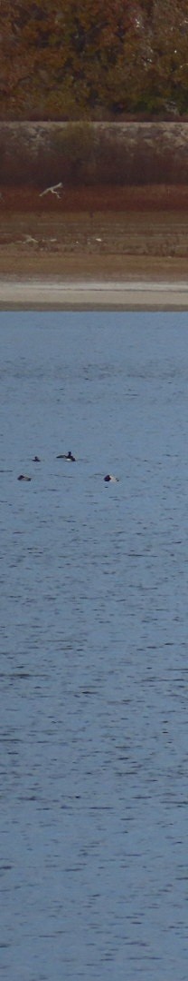 Porrón Coacoxtle - ML644627794