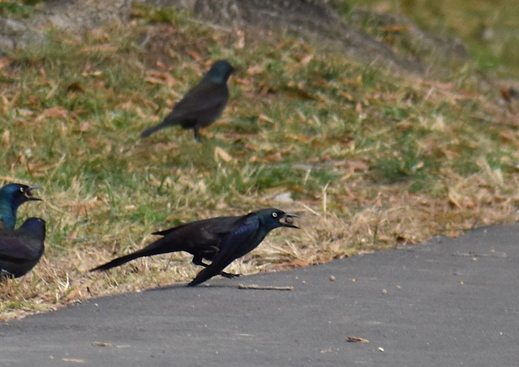 Common Grackle - ML644627797