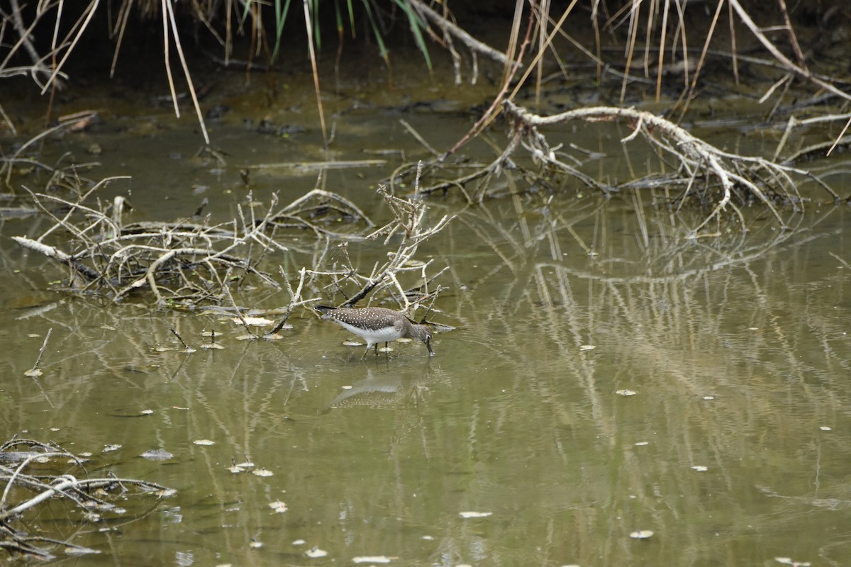 Solitary Sandpiper - ML644627798