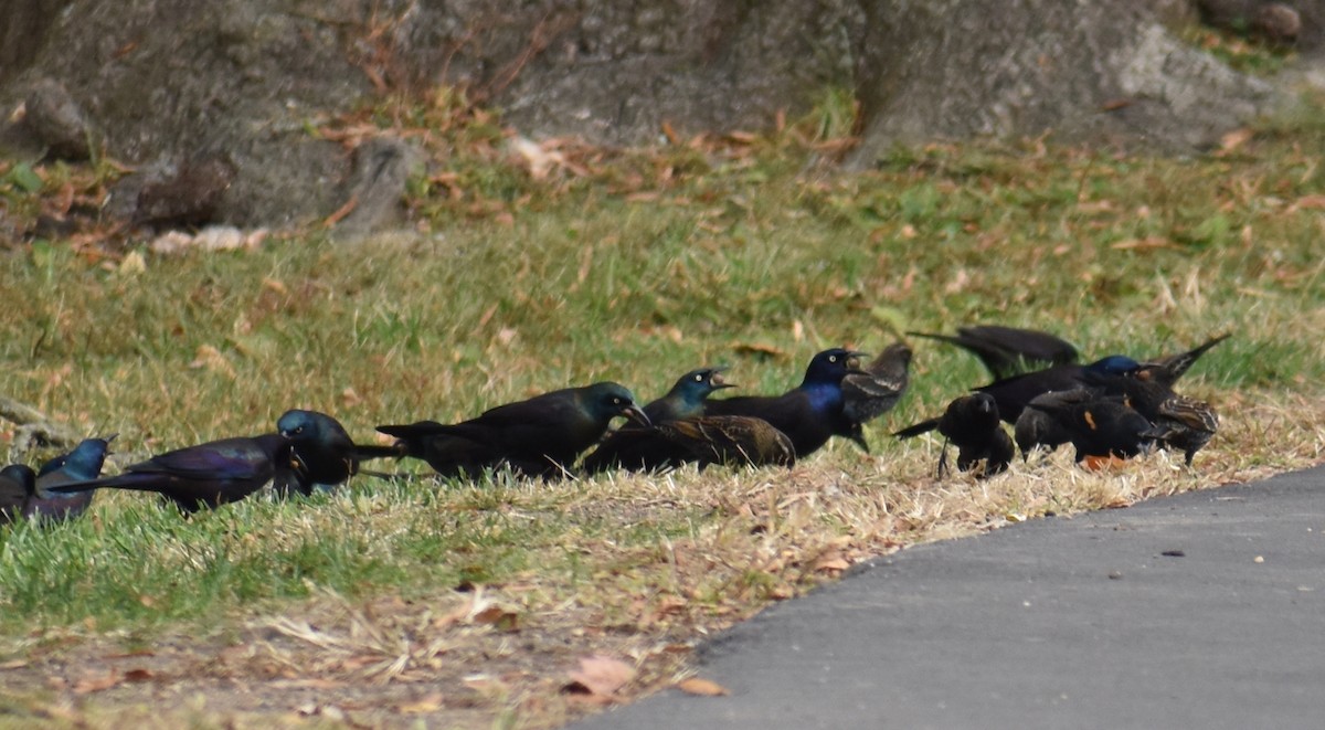 Common Grackle - ML644627807