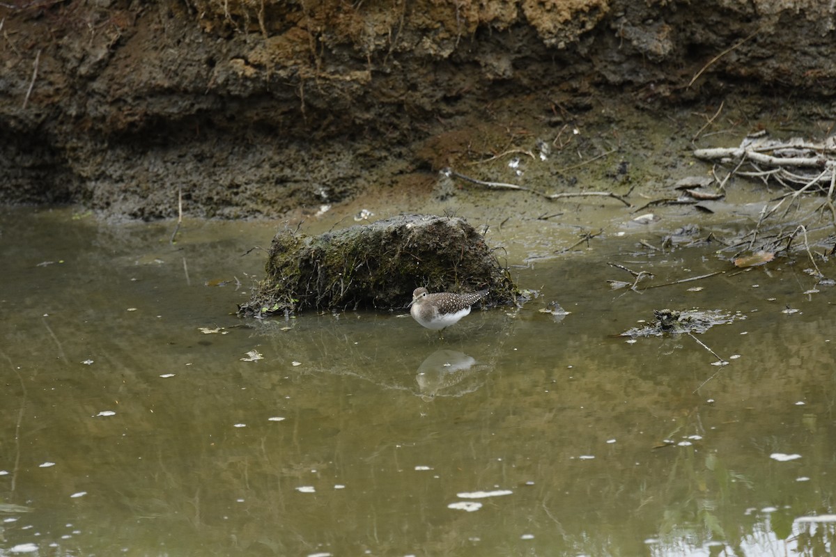 Solitary Sandpiper - ML644627811