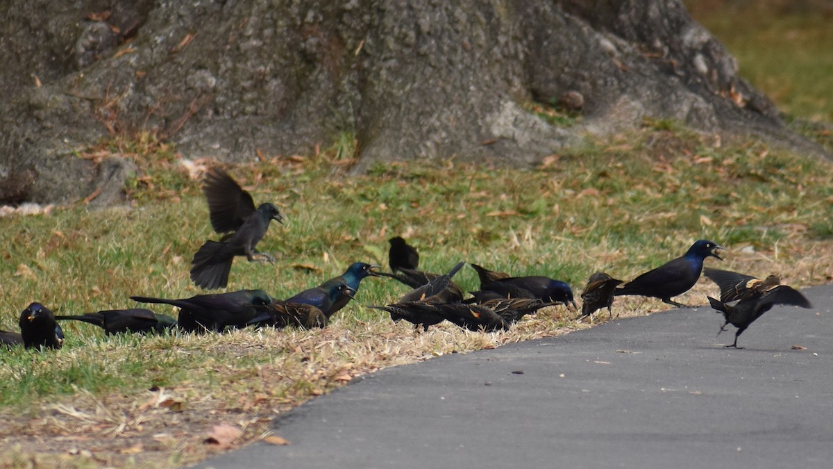 Common Grackle - ML644627813