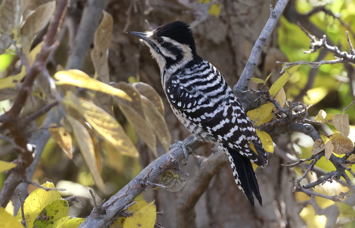 Арлекиновый дятел - ML644627814