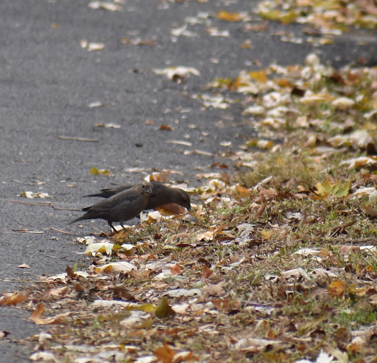 Braunkopf-Kuhstärling - ML644627816