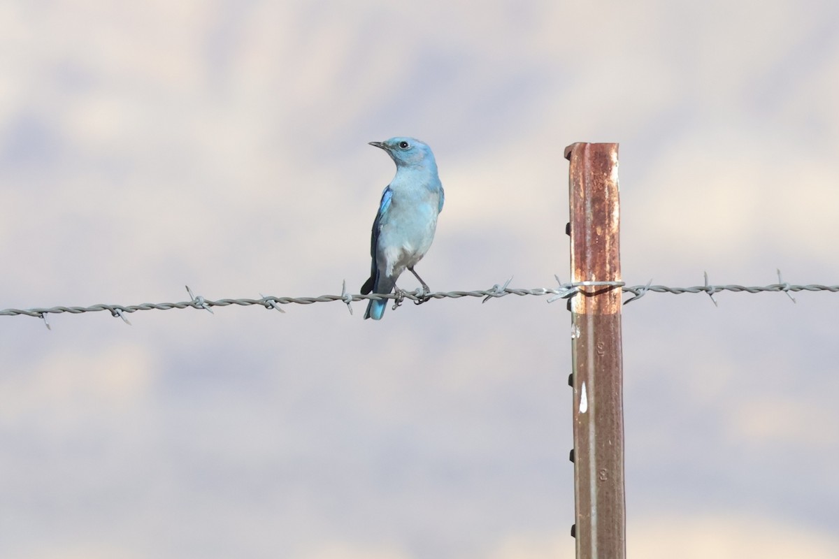 fjellblåfugl - ML644627817