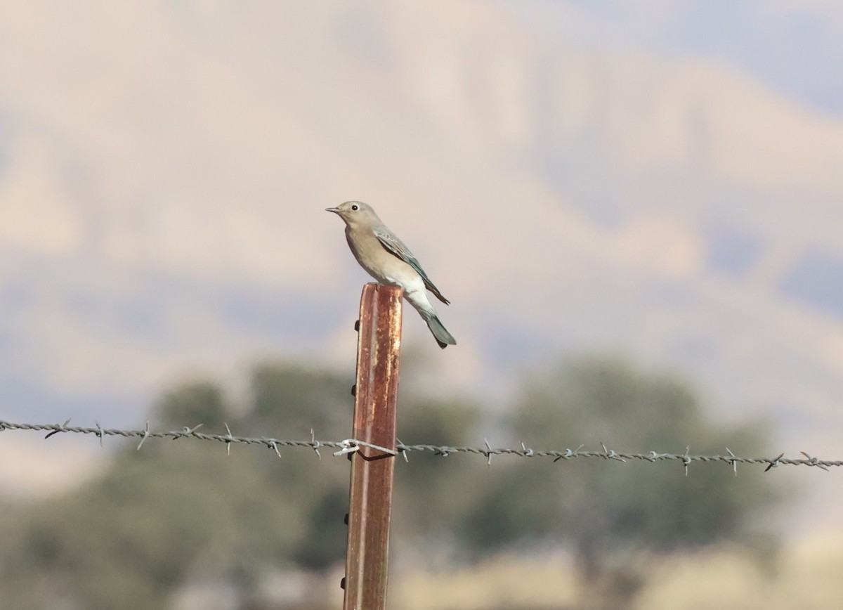 fjellblåfugl - ML644627818