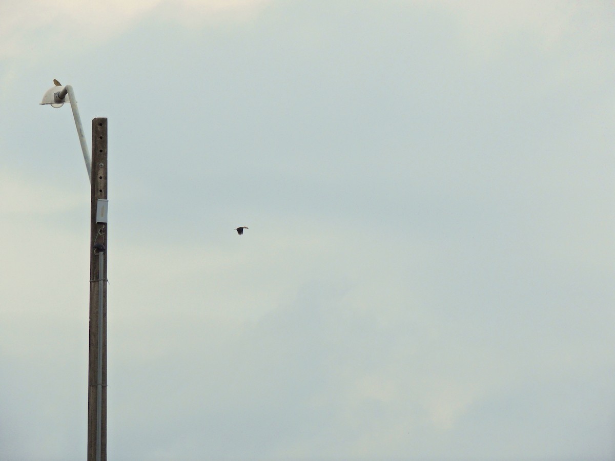 Toco Toucan - ML644627819