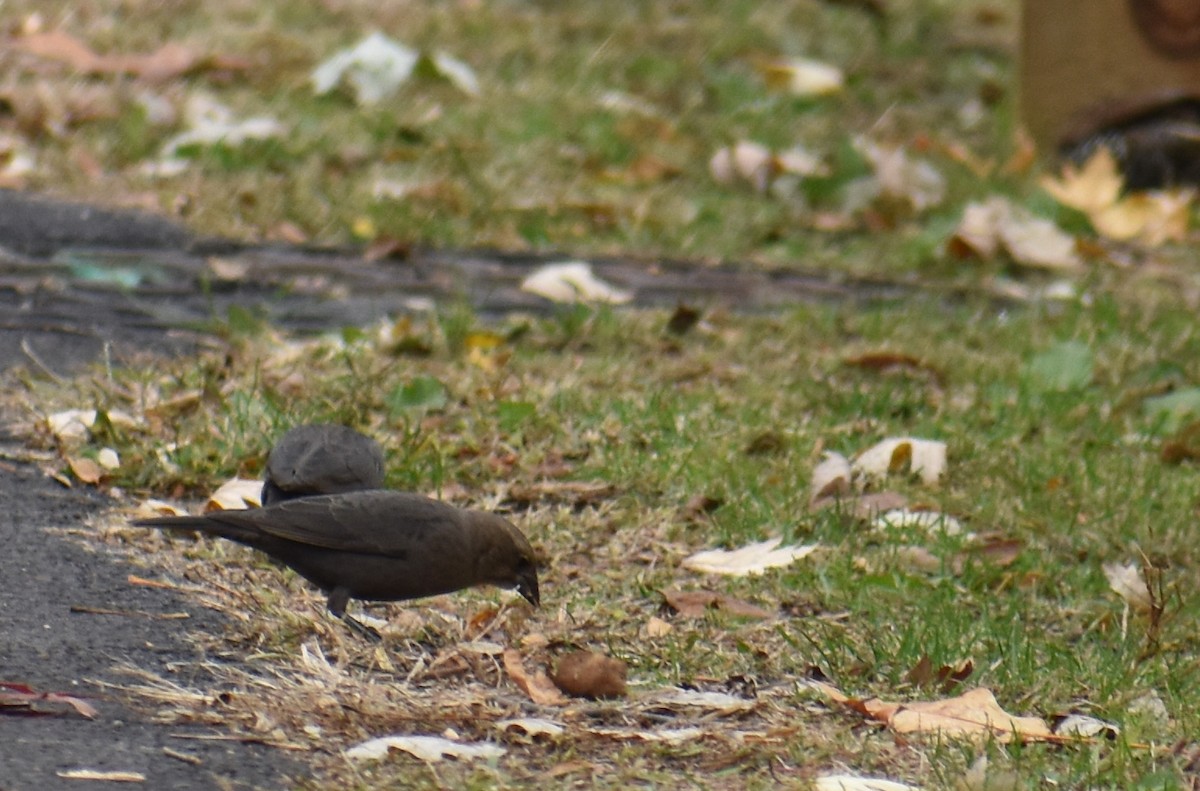 Braunkopf-Kuhstärling - ML644627823