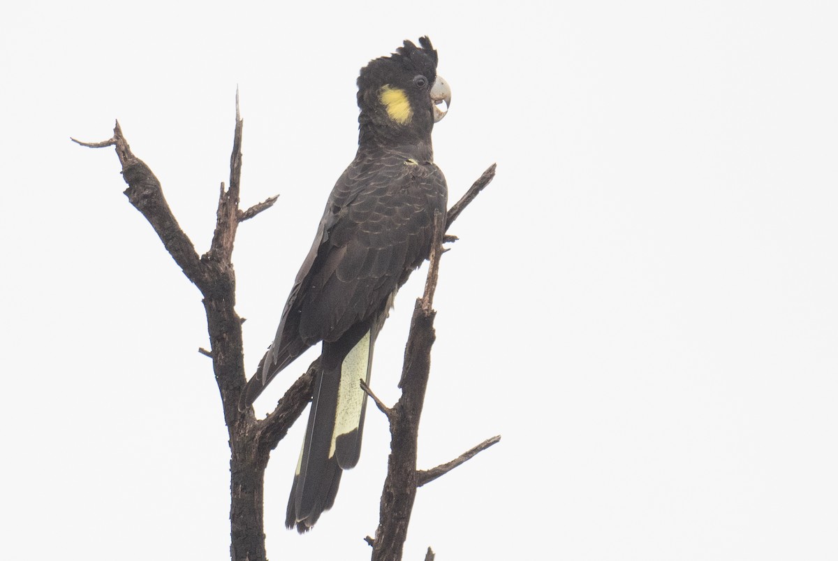 キイロオクロオウム - ML644627826