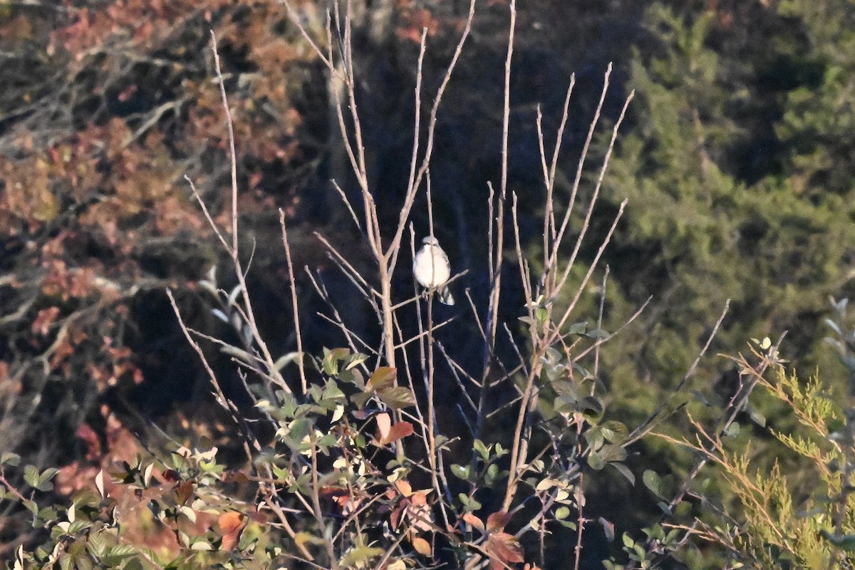 Northern Mockingbird - ML644627827