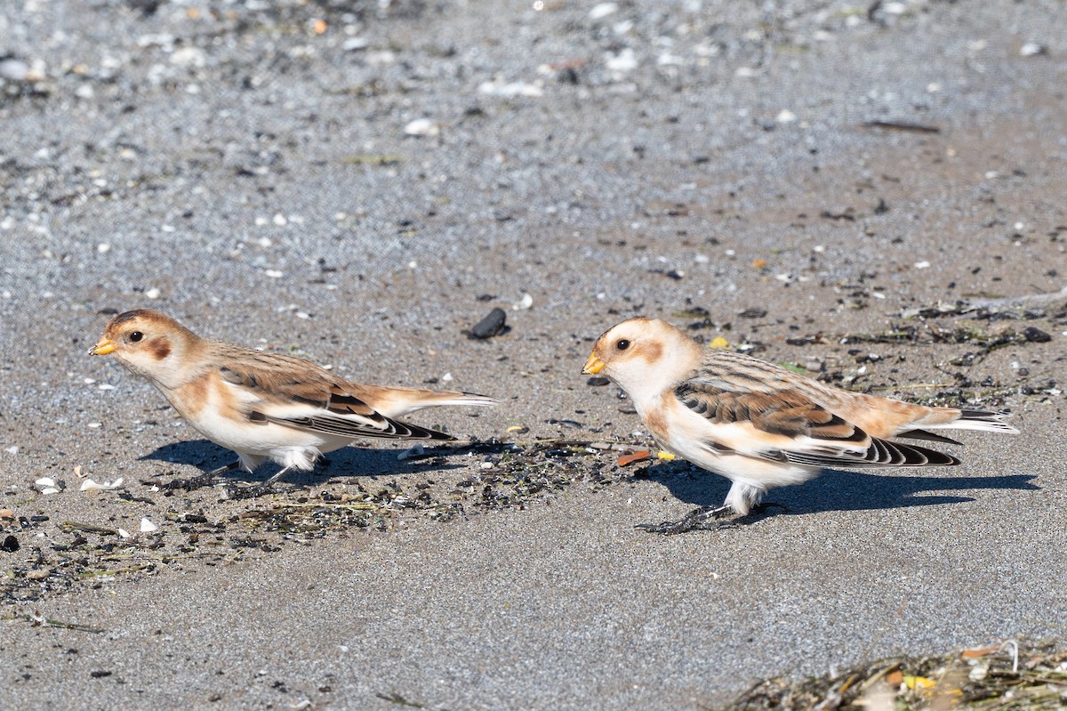 sněhule severní - ML644627832