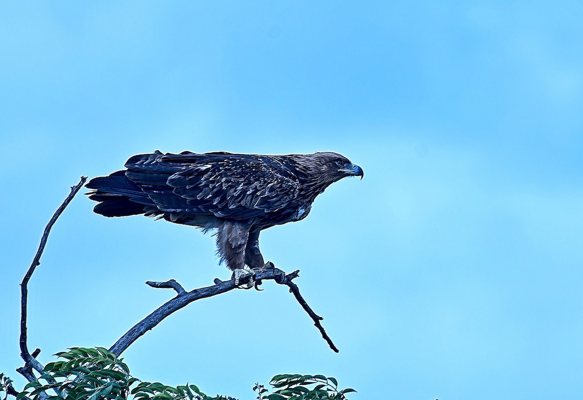 Tawny Eagle - ML644627836