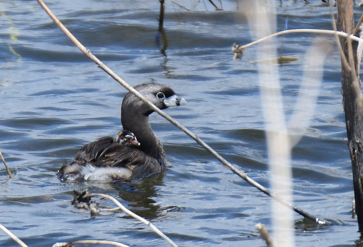 Bindentaucher - ML644627844