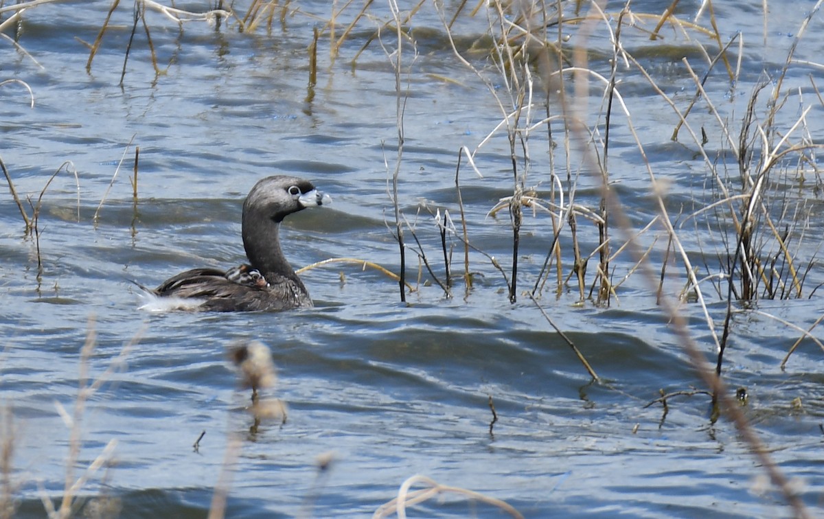 Bindentaucher - ML644627845