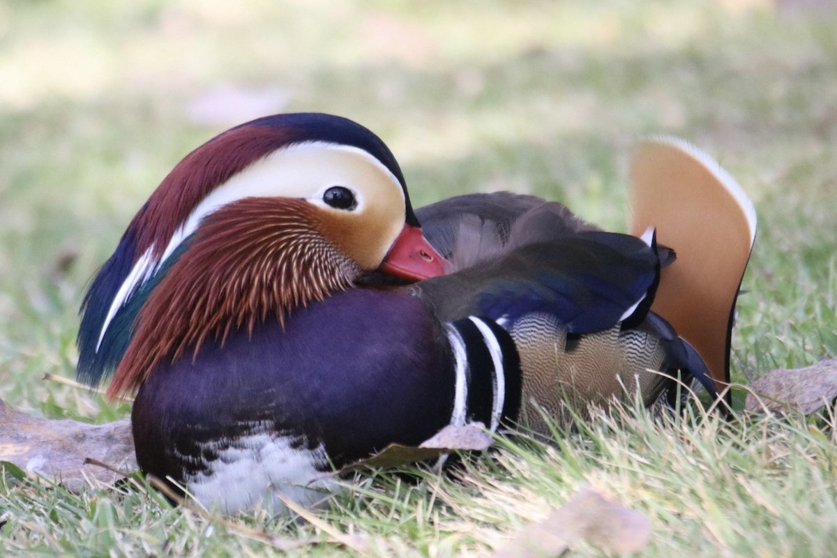 Mandarin Duck - ML644627859
