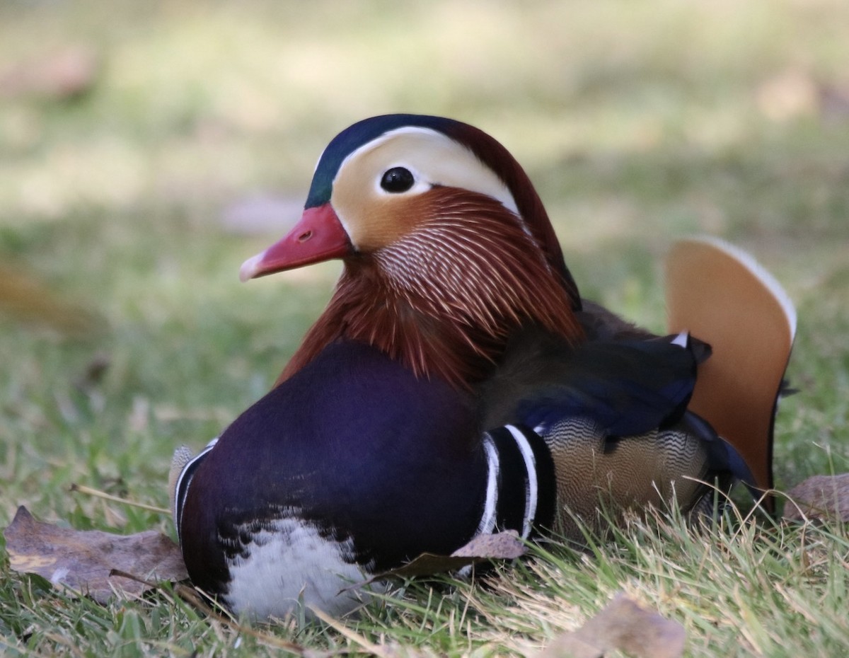 オシドリ - ML644627860