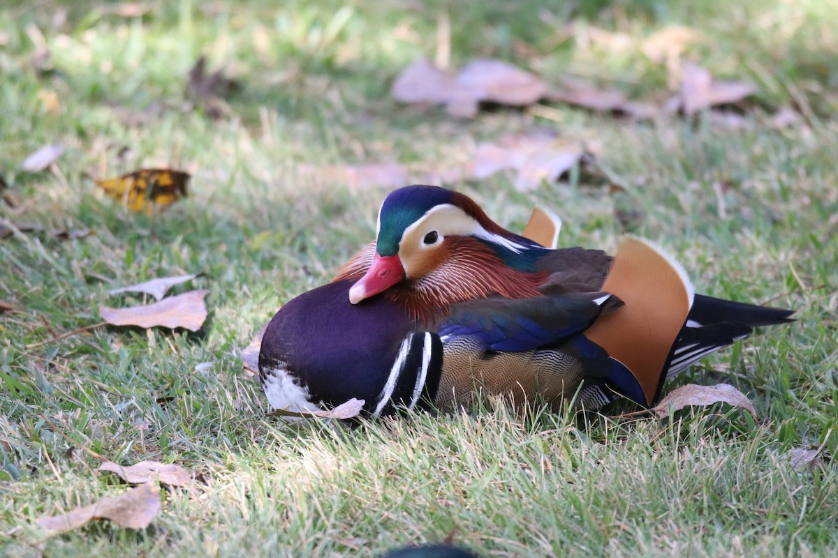 オシドリ - ML644627861