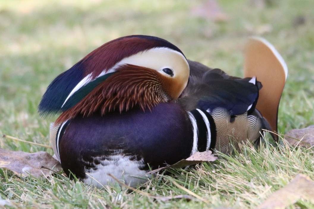 Mandarin Duck - ML644627862