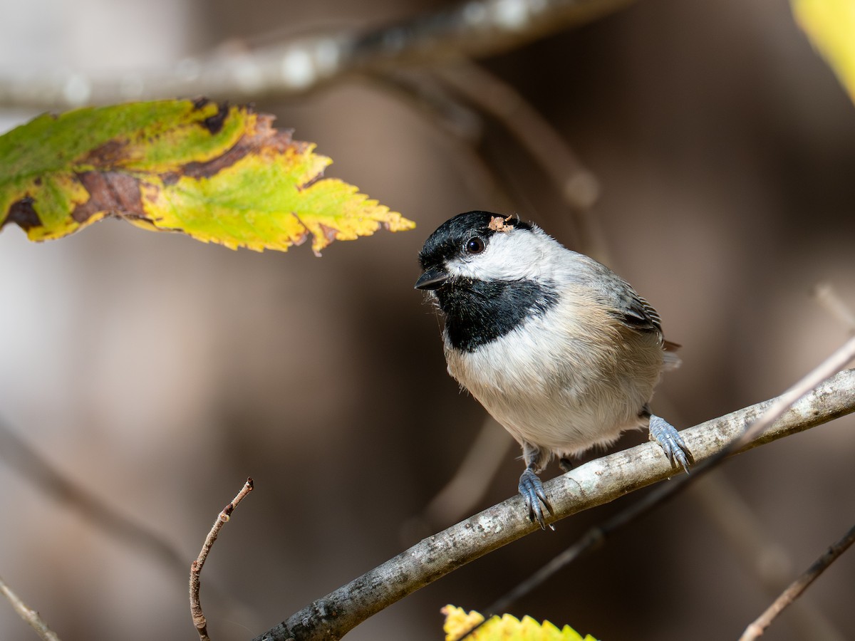 Carolina Chickadee - ML644627863