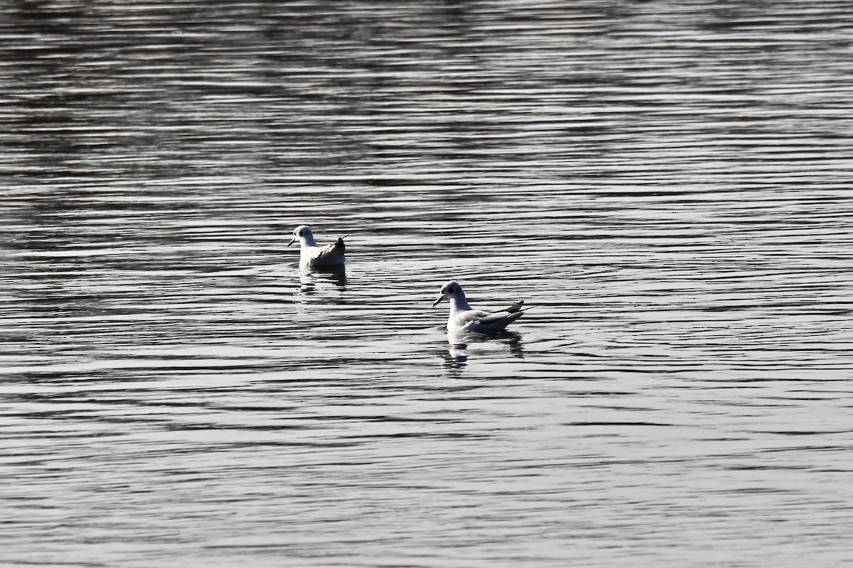 racek Bonapartův - ML644627875