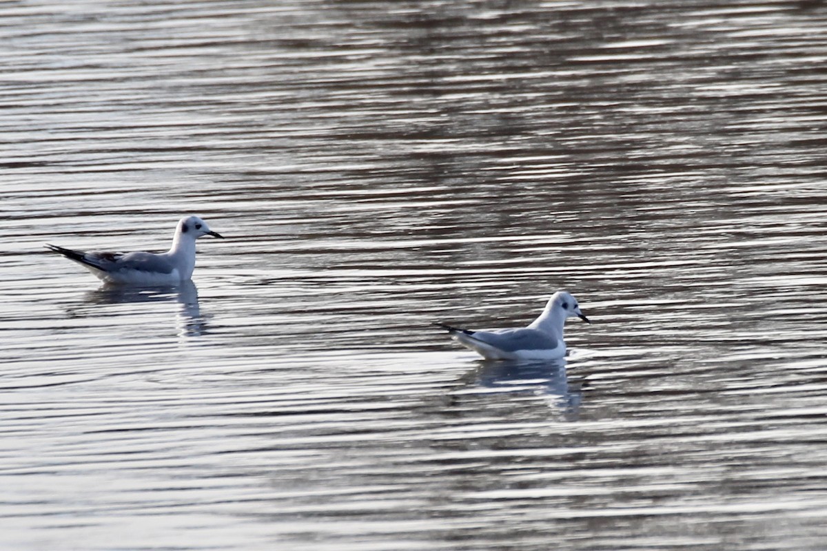 racek Bonapartův - ML644627876