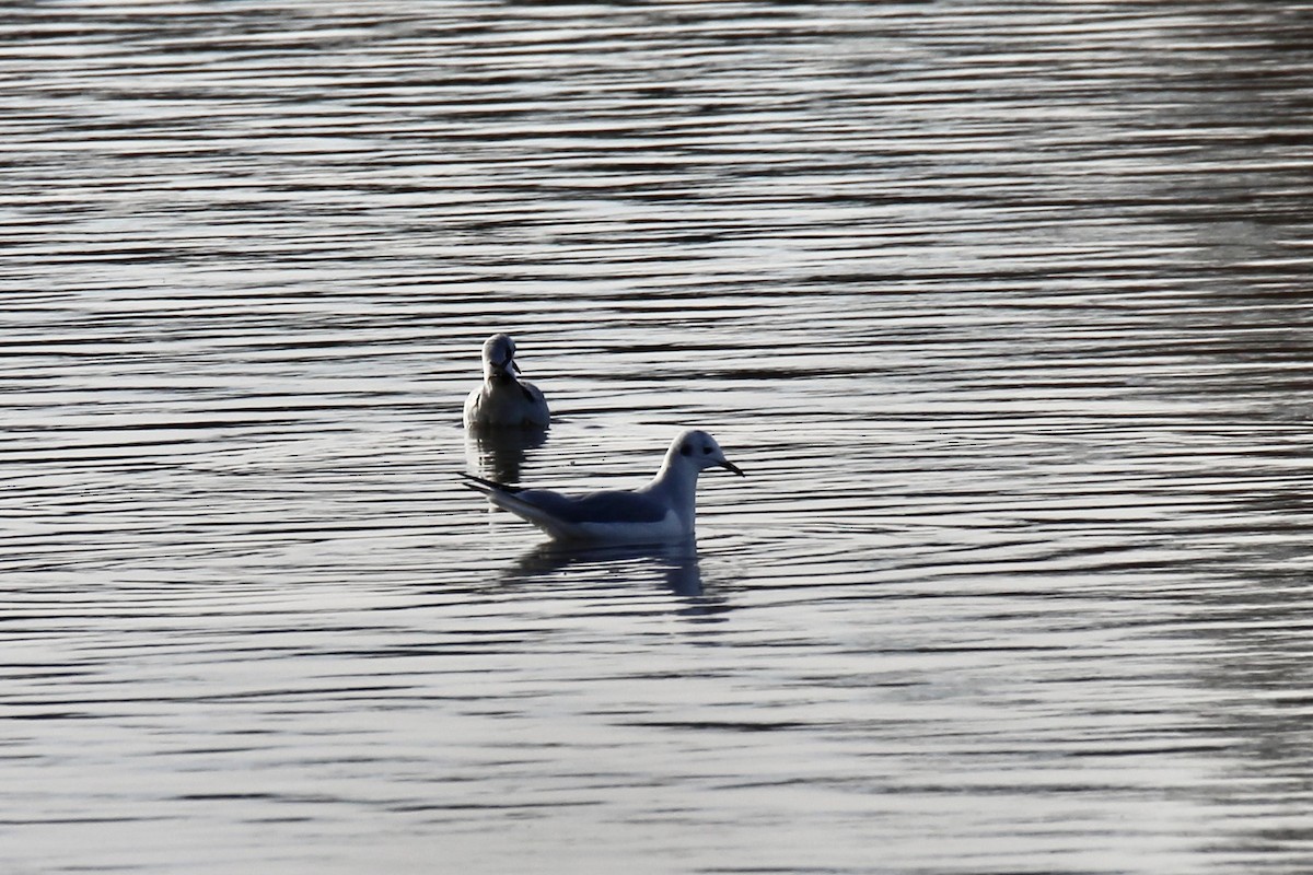 racek Bonapartův - ML644627877