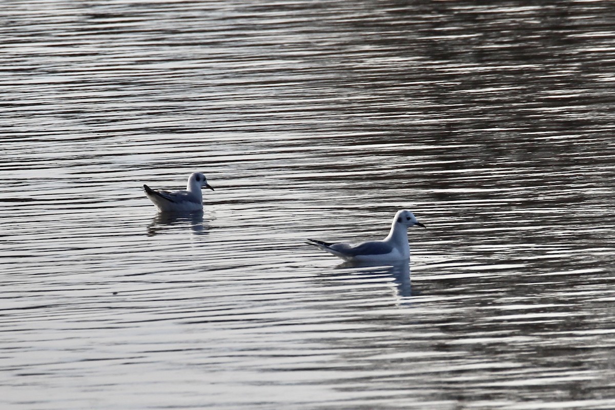 racek Bonapartův - ML644627878