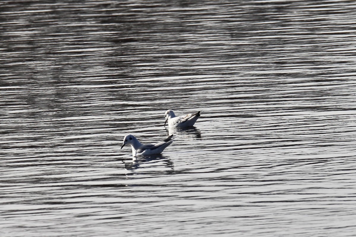 racek Bonapartův - ML644627879