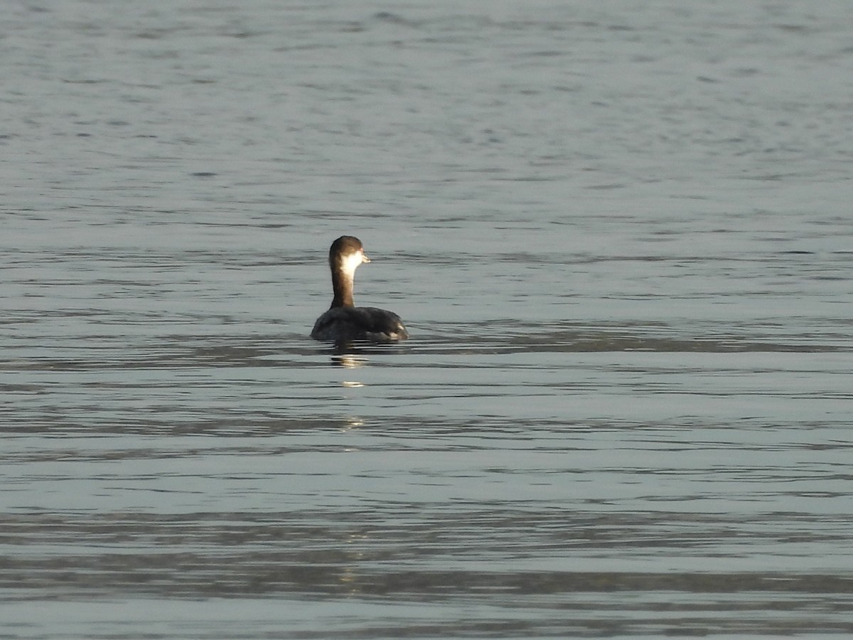 Ухаа шунгуур - ML644627890