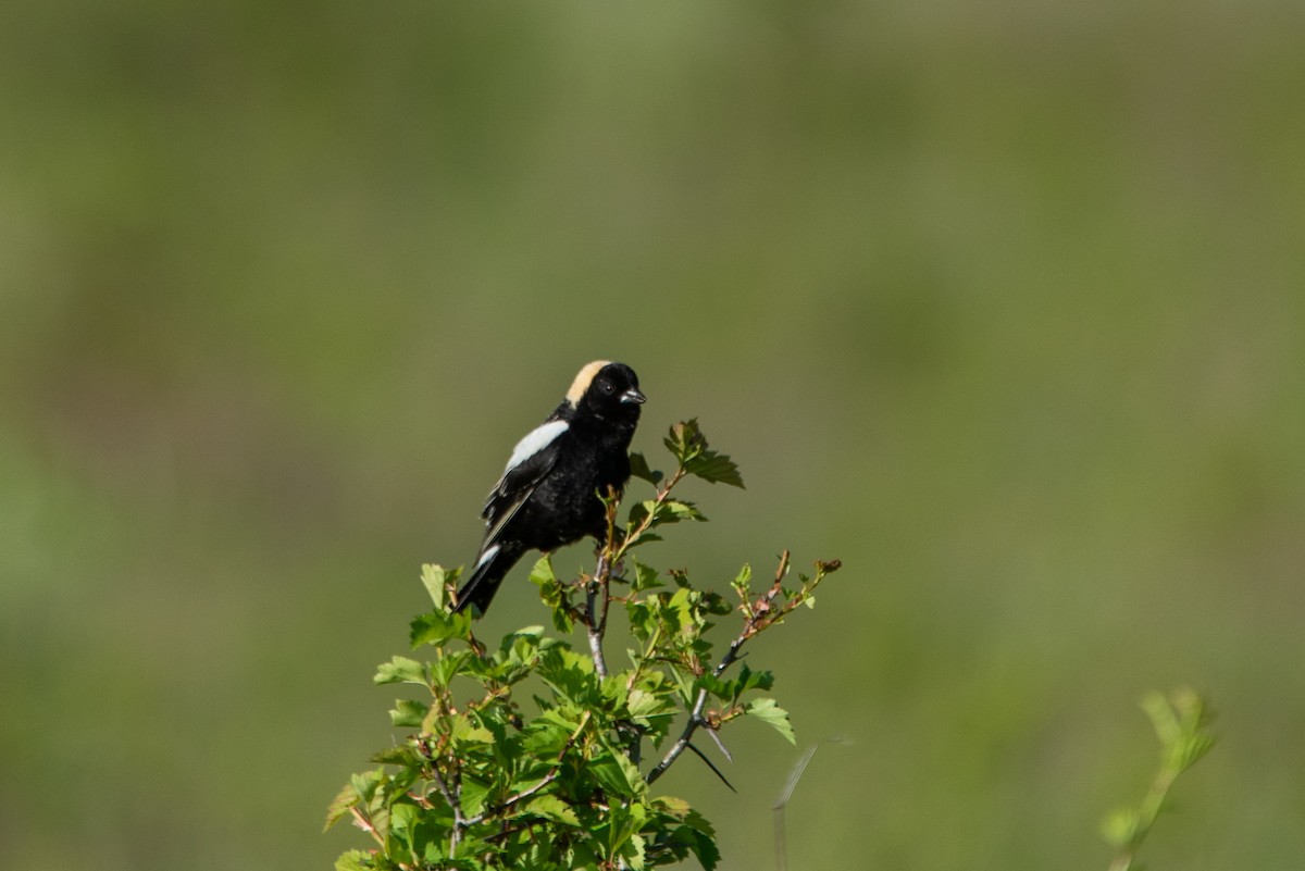 Bobolink - ML644627892