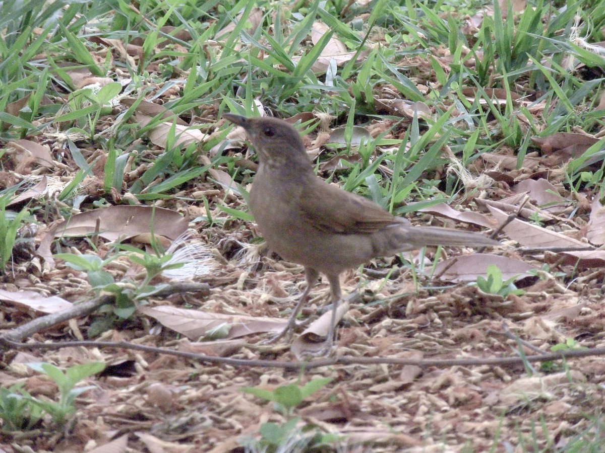 Pale-breasted Thrush - ML644627898